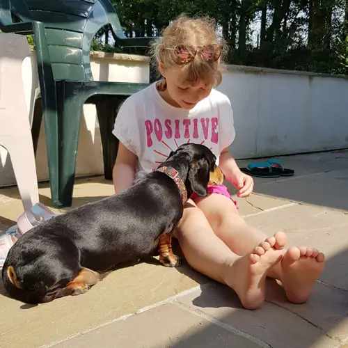 Young child helping homeless dogs feel loved by playing with a Dachshund at a rescue centre