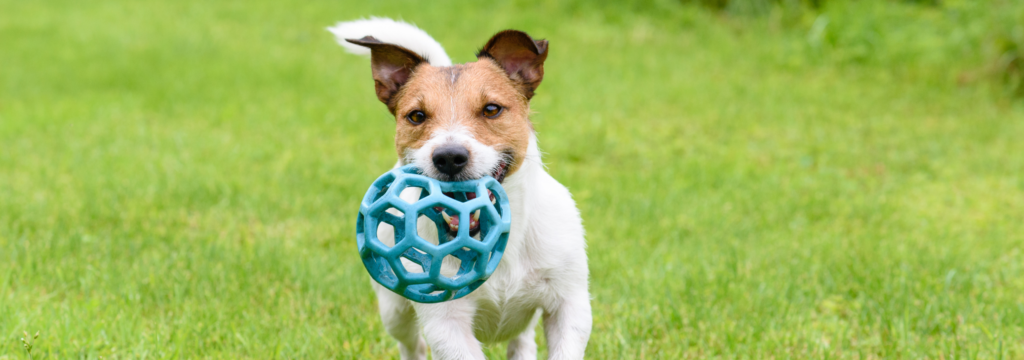 Dog Gifts keeping them healthy and happy