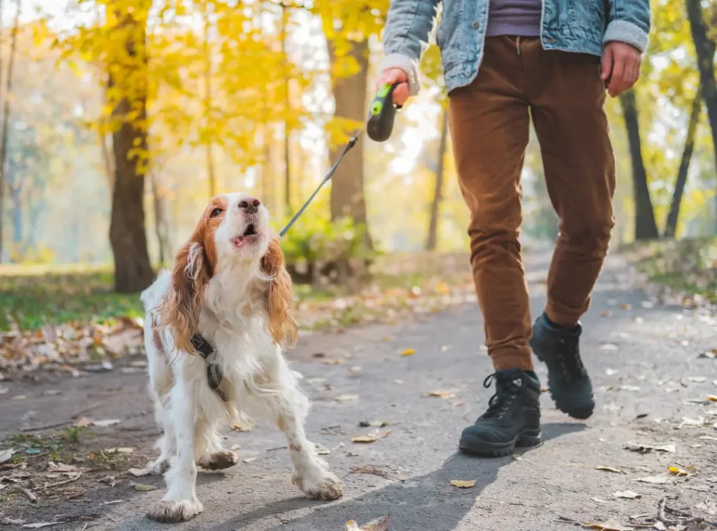 Canine Behaviour: What is your dog thinking?