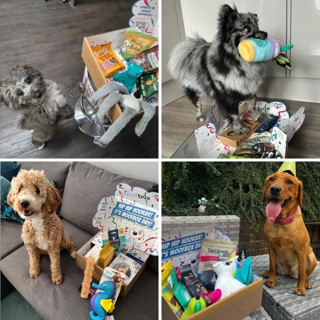 Woofbox: The Ultimate Subscription Box for Happy Dogs