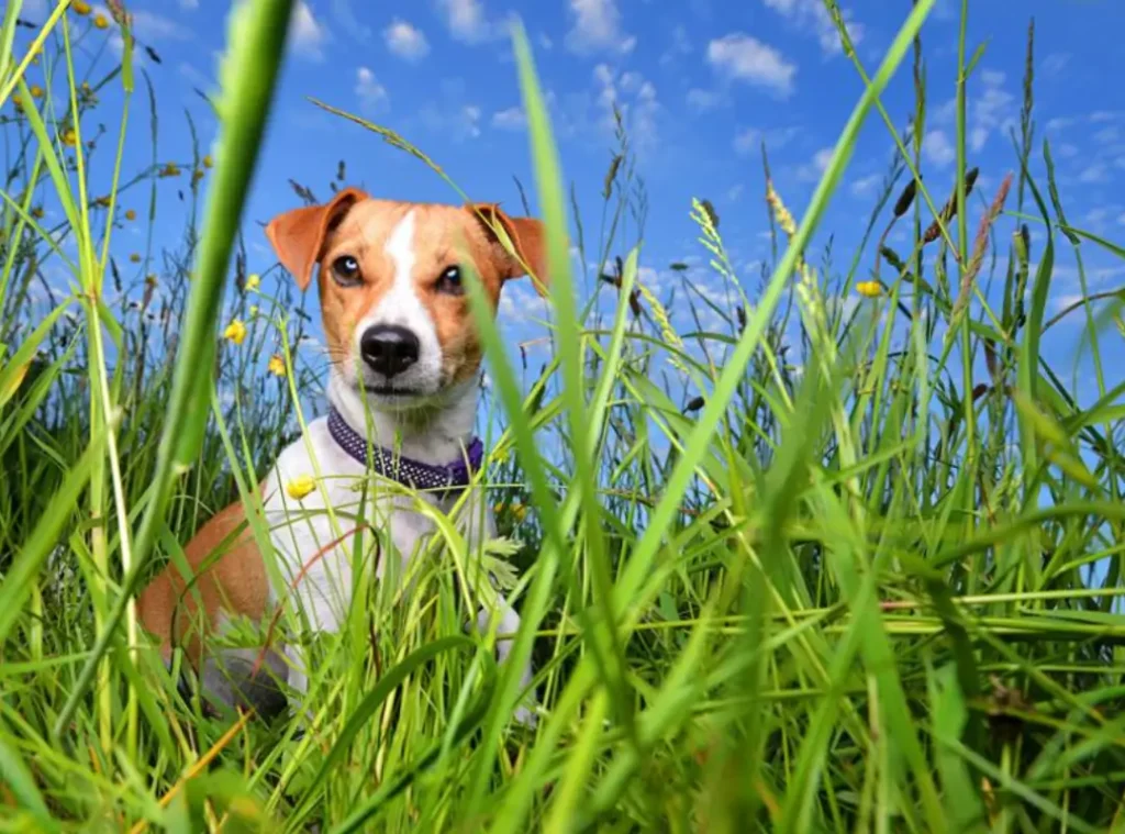 Bounders Dog Photography