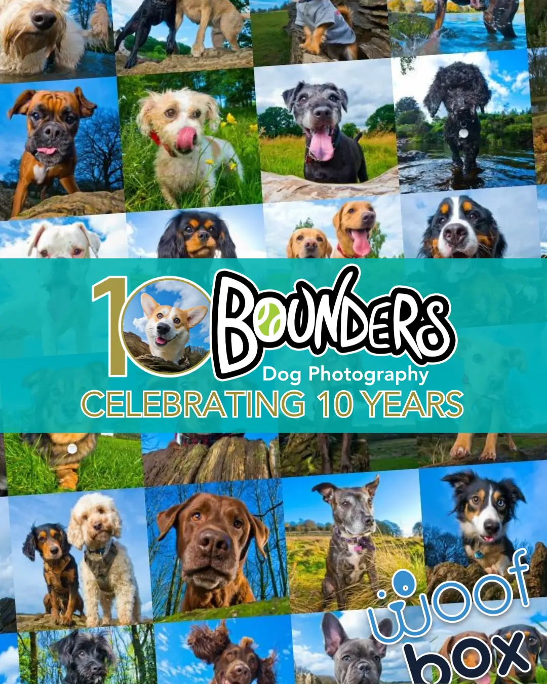 Bounders Dog Photography