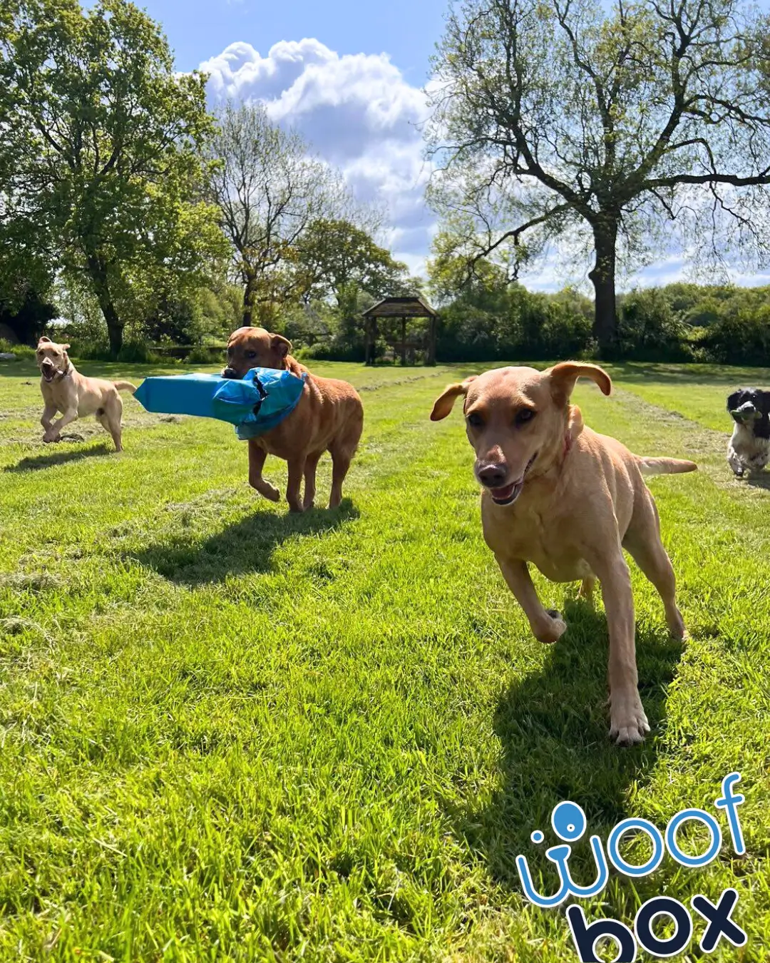 Woofclub Facebook Group