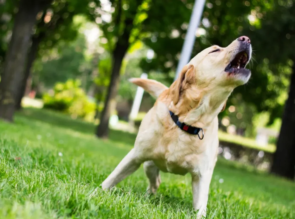 Understanding Common Dog Behaviours: Barking is not always just noise
