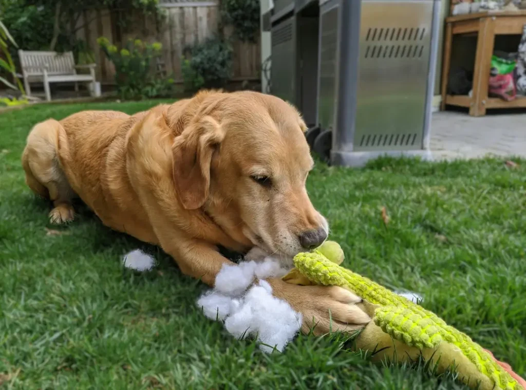 Dog chewing a toy from their Woofbox gift box