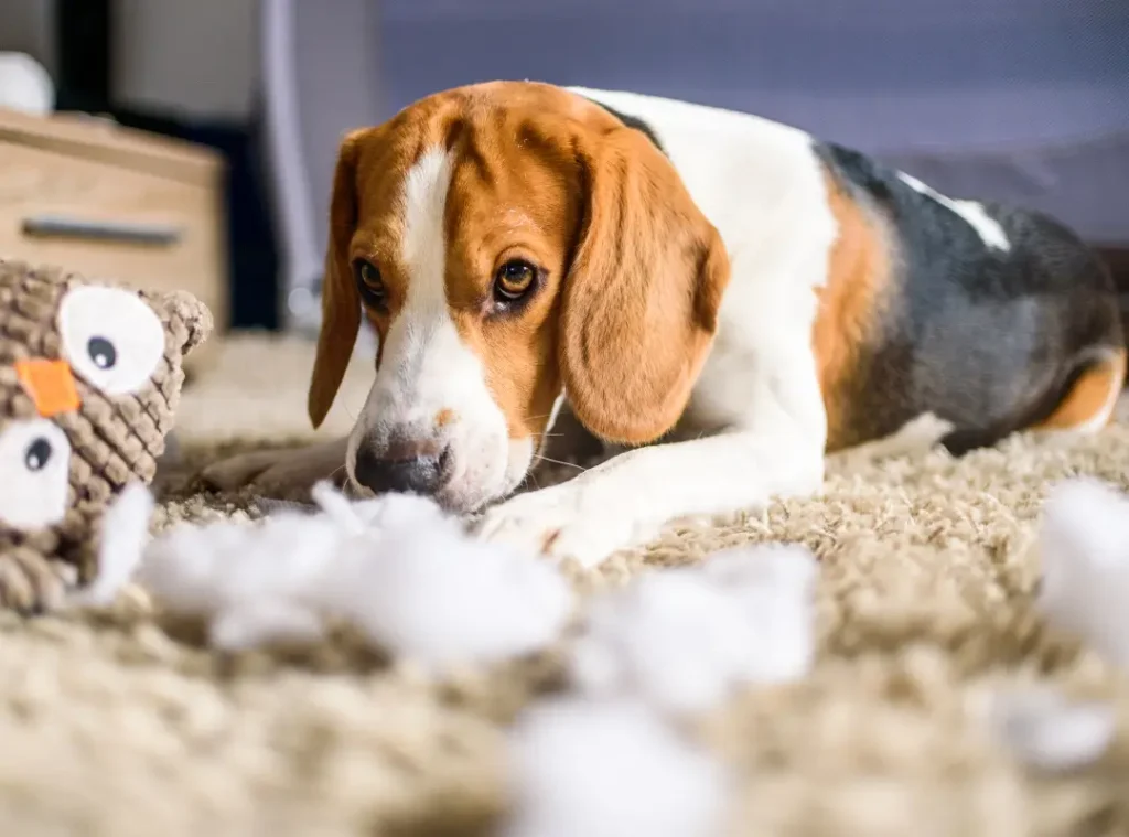 Dog destroying a plush toy