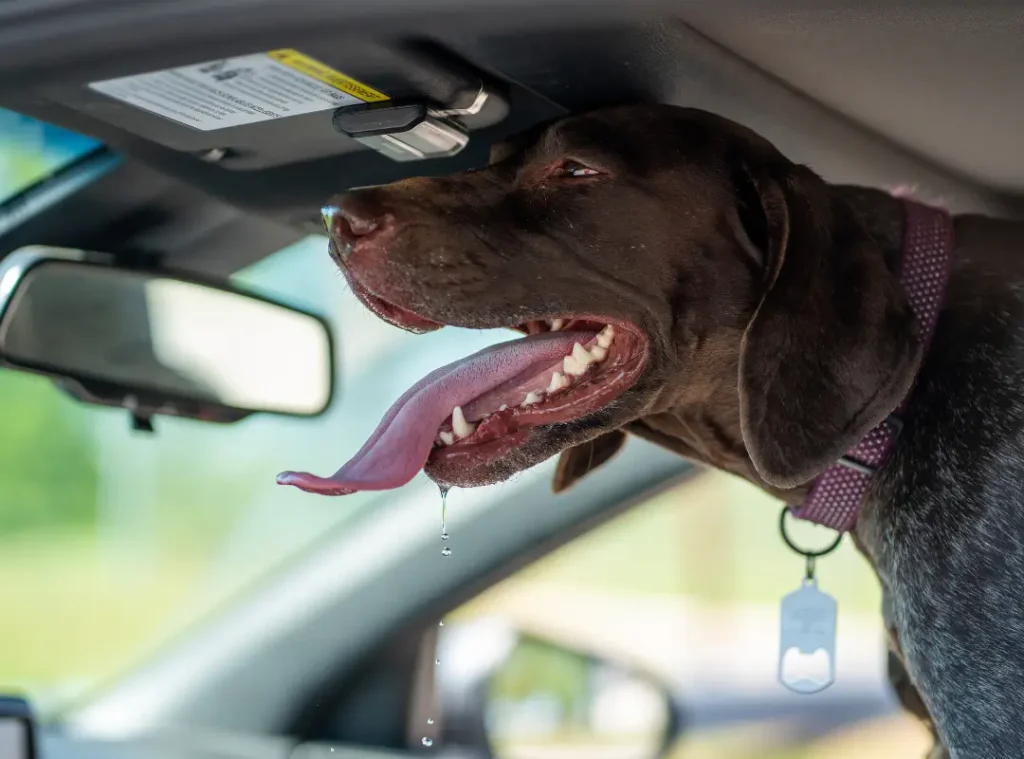 Excessive drooling and panting is a sign that your dog is stressed out