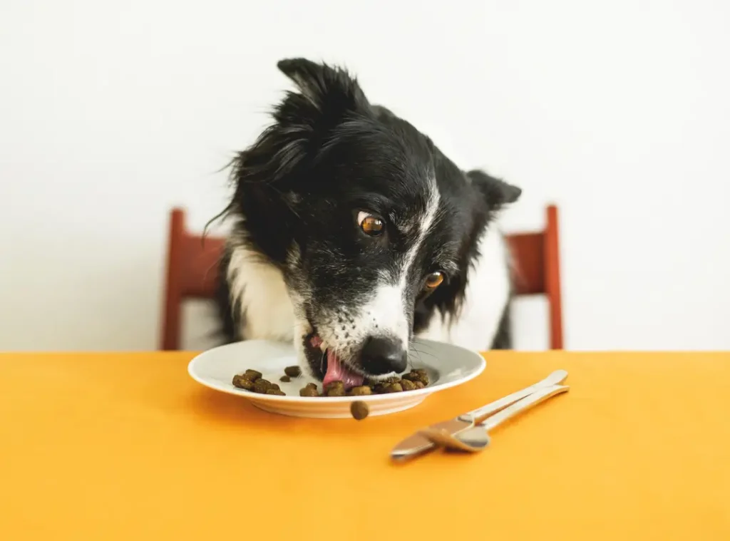 Regular meal times can help keep your dog's stress levels under control
