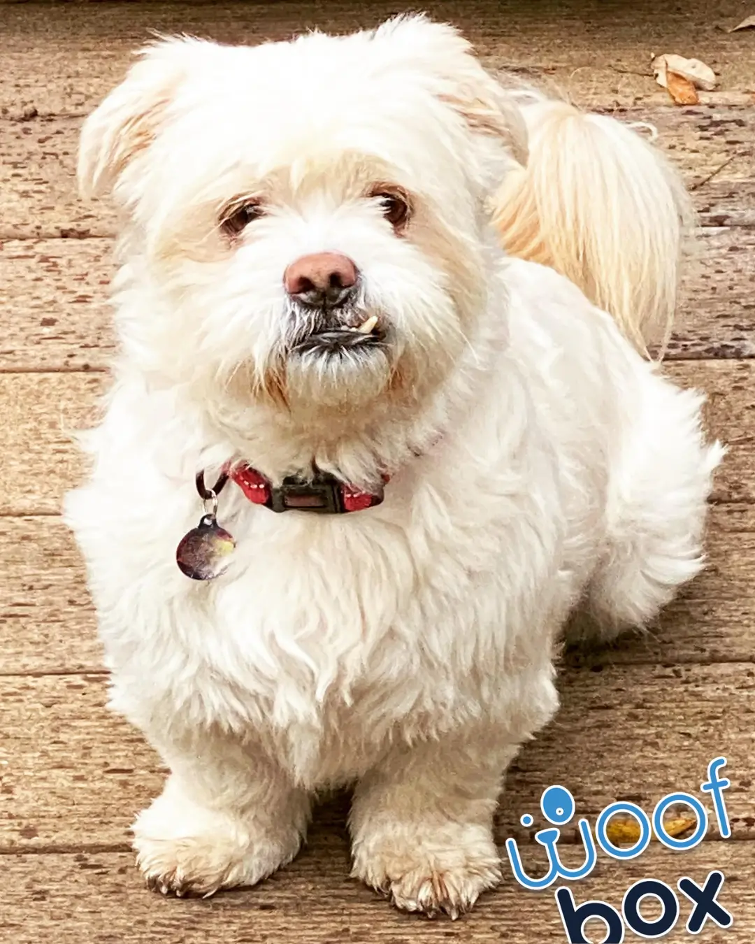 Arthur Woofbox Pupstar Oct 2025