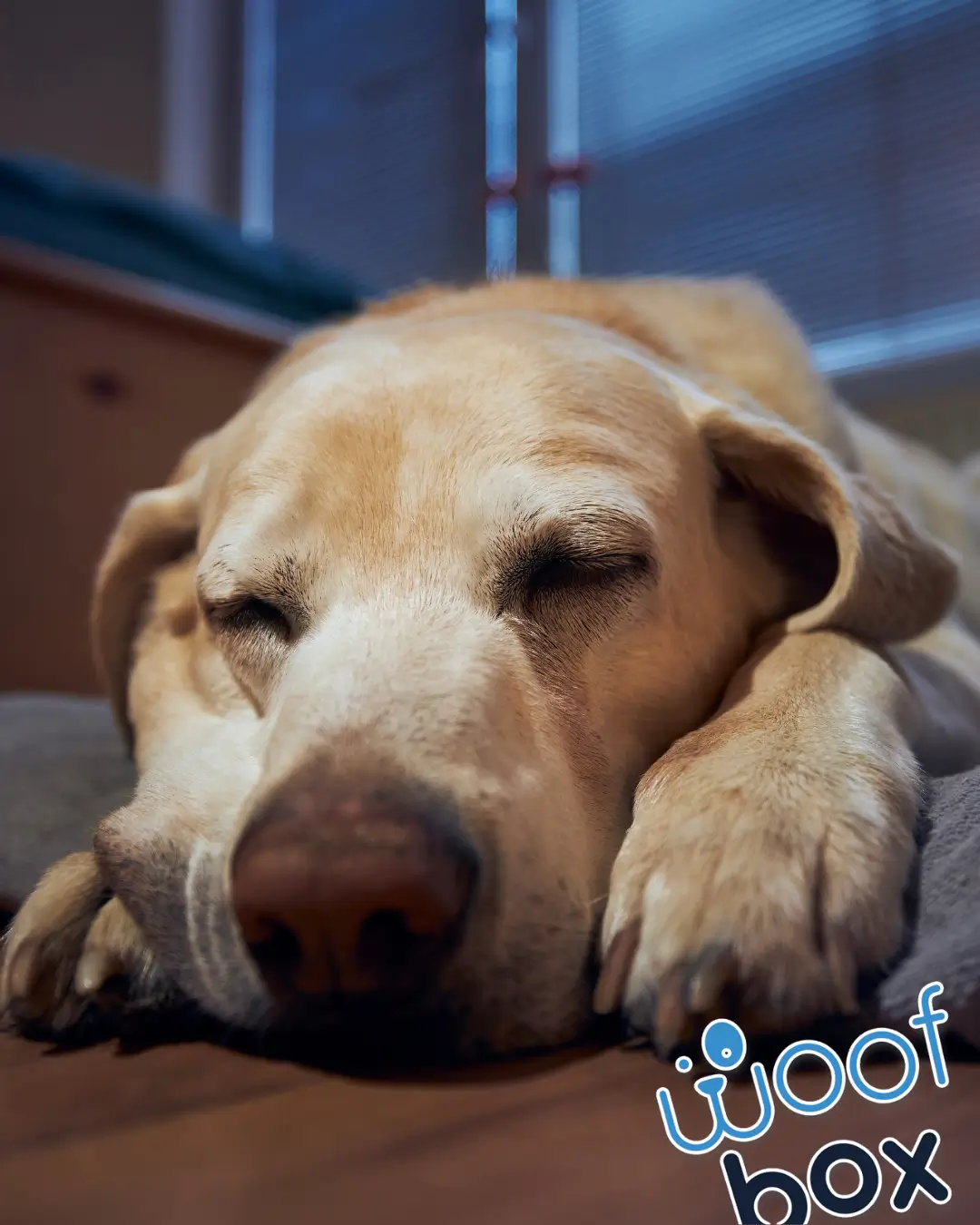 Do shorter days make dogs anxious?
