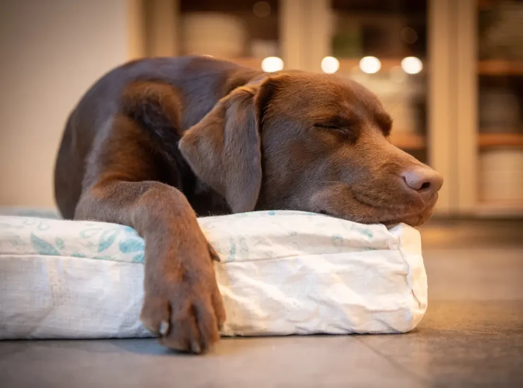 Keep dogs calm with comfortable bedding, soft lighting and quiet time.