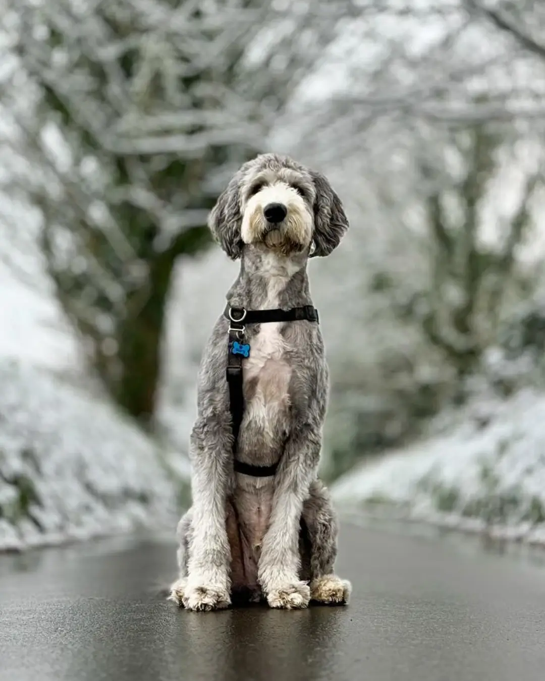 Henry Woofbox Pupstar Nov 2025