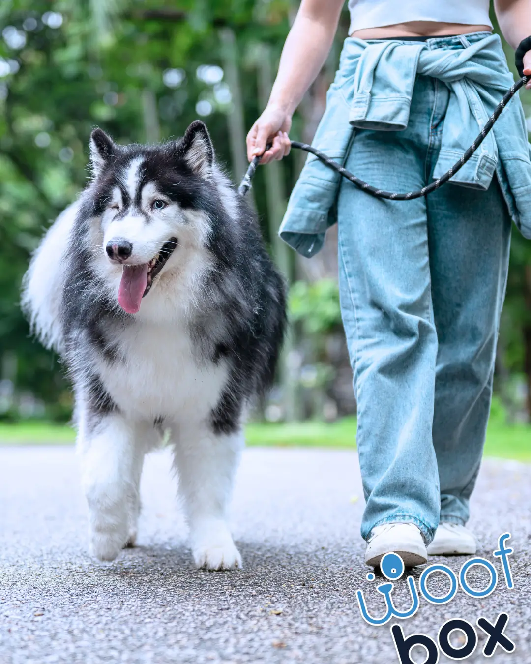 Fitness Activities To Do with Your Dog