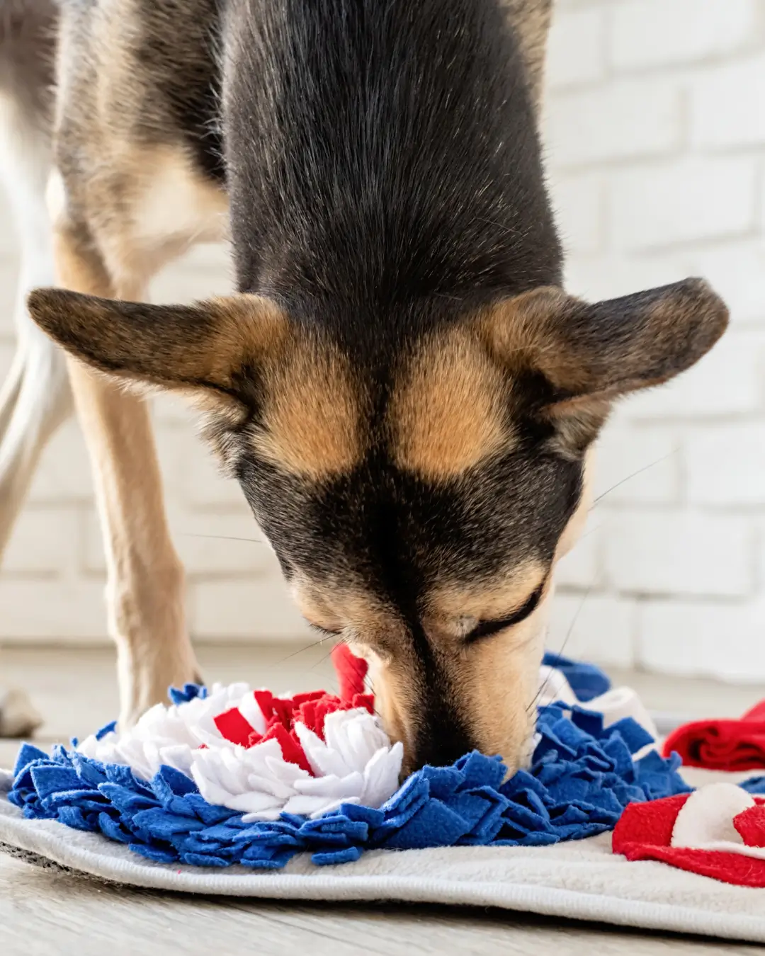 Dog using a snuffle mat to sniff for treats (One of the best dog enrichment activities!)