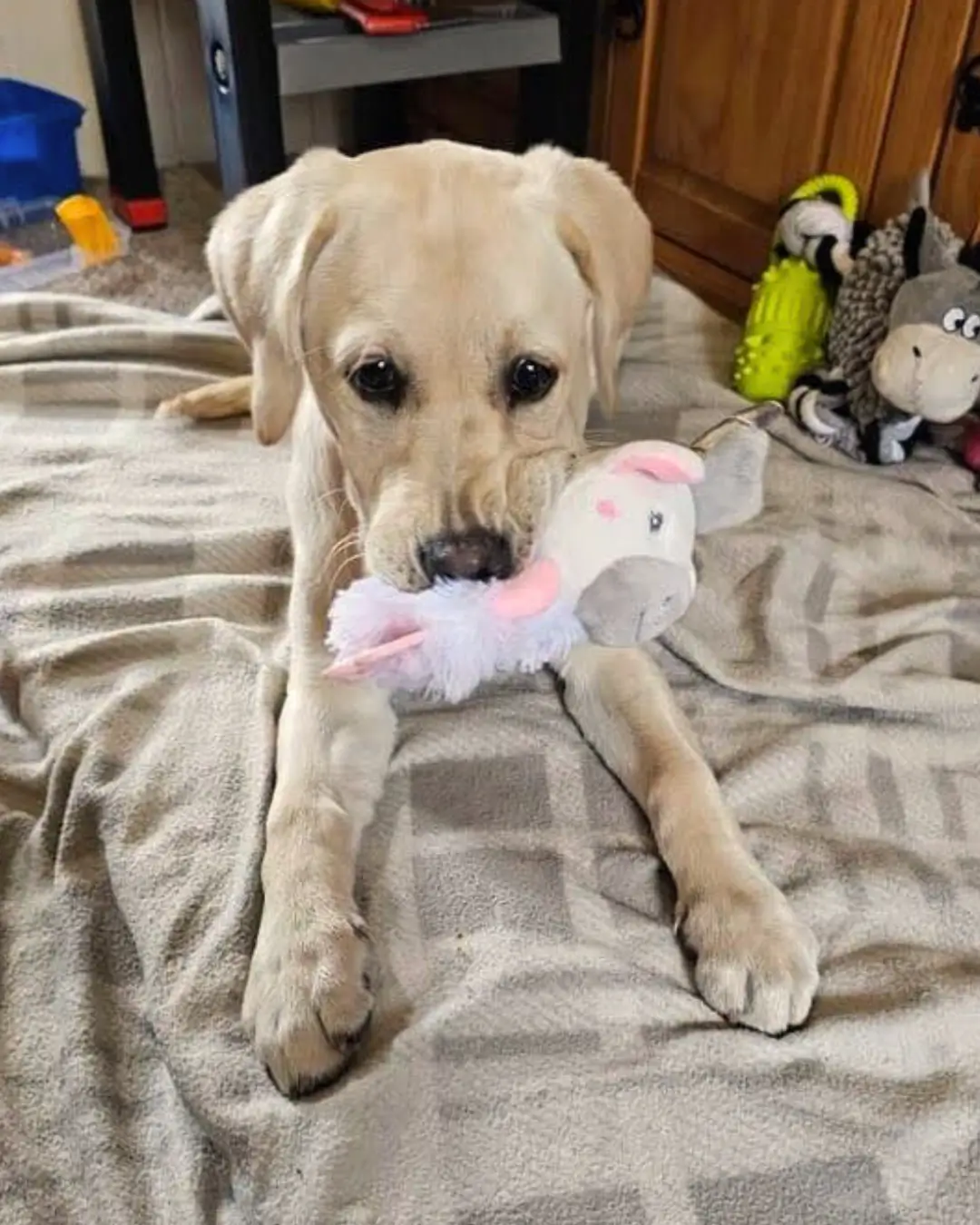 How to Tire Out a Puppy Blog from Woofbox