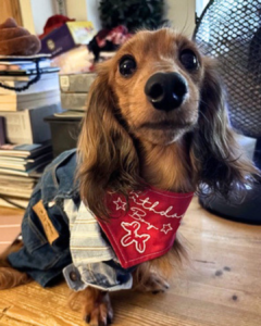 Archie Woofbox Pupstar Apr 2026