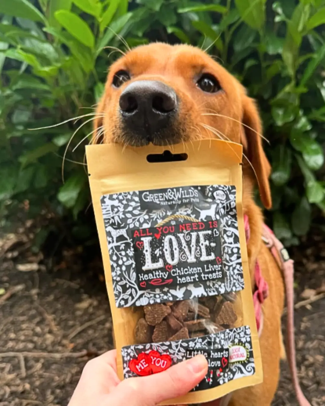 Why do dogs love treats so much?