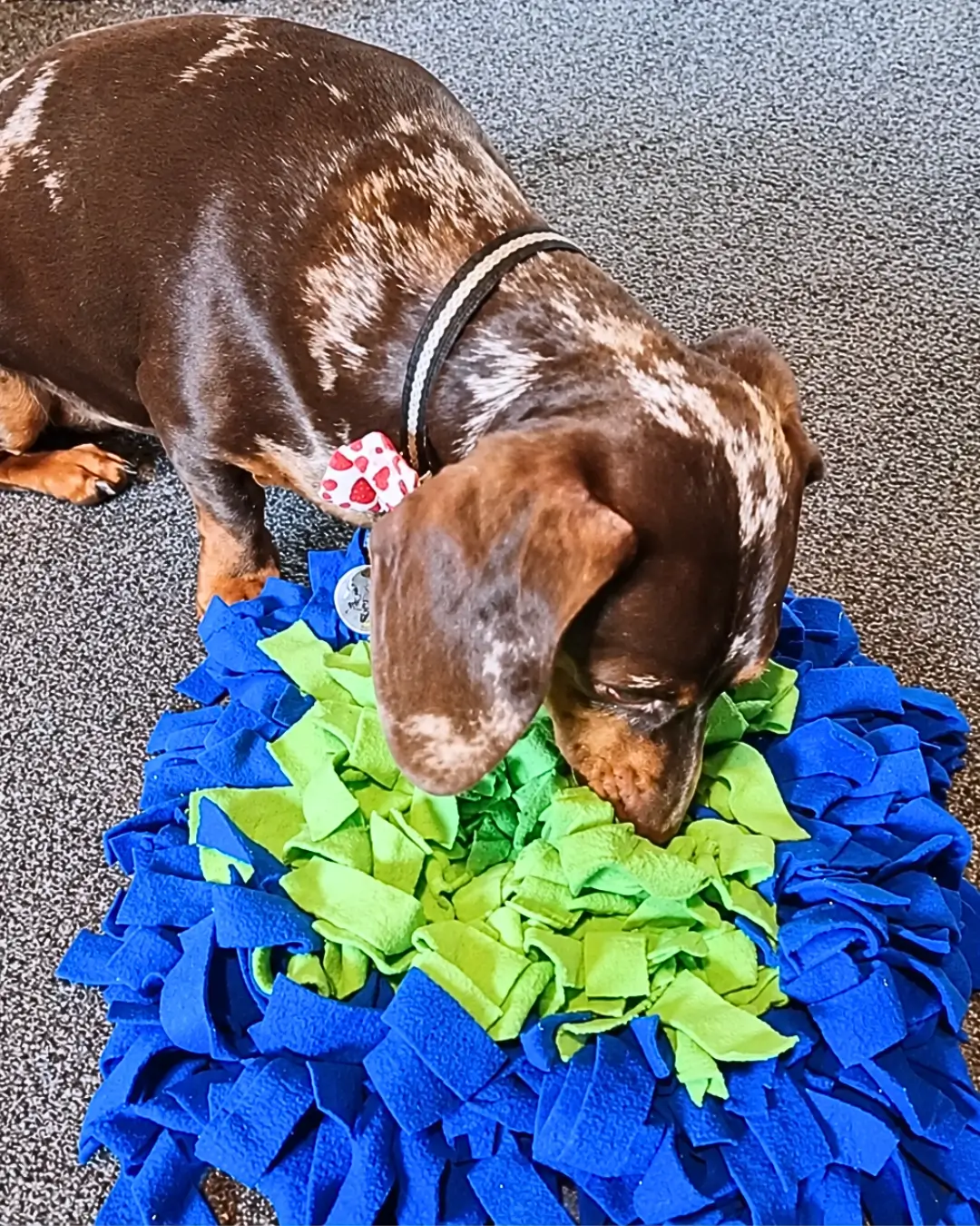 Why Do Dogs Get Bored of Toys?
