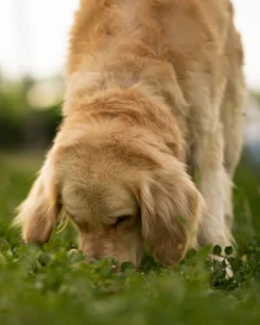 The importance of dog mental stimulation
